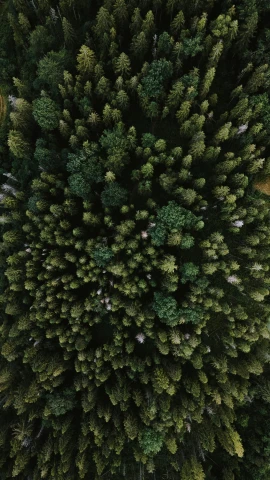 a bird's eye view of a pine tree, by Jacob Toorenvliet, unsplash contest winner, roofed forest, hd footage, 8k quality, forest green
