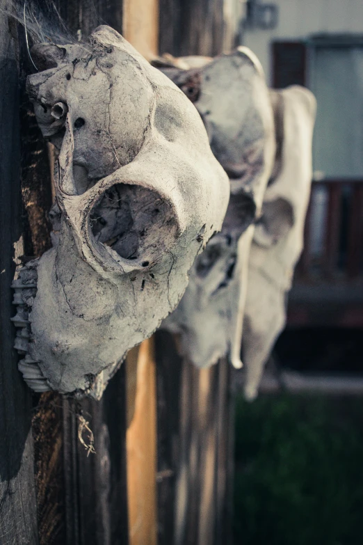 a bunch of skulls hanging from the side of a building, a portrait, unsplash, vanitas, wyoming, animals, profile image