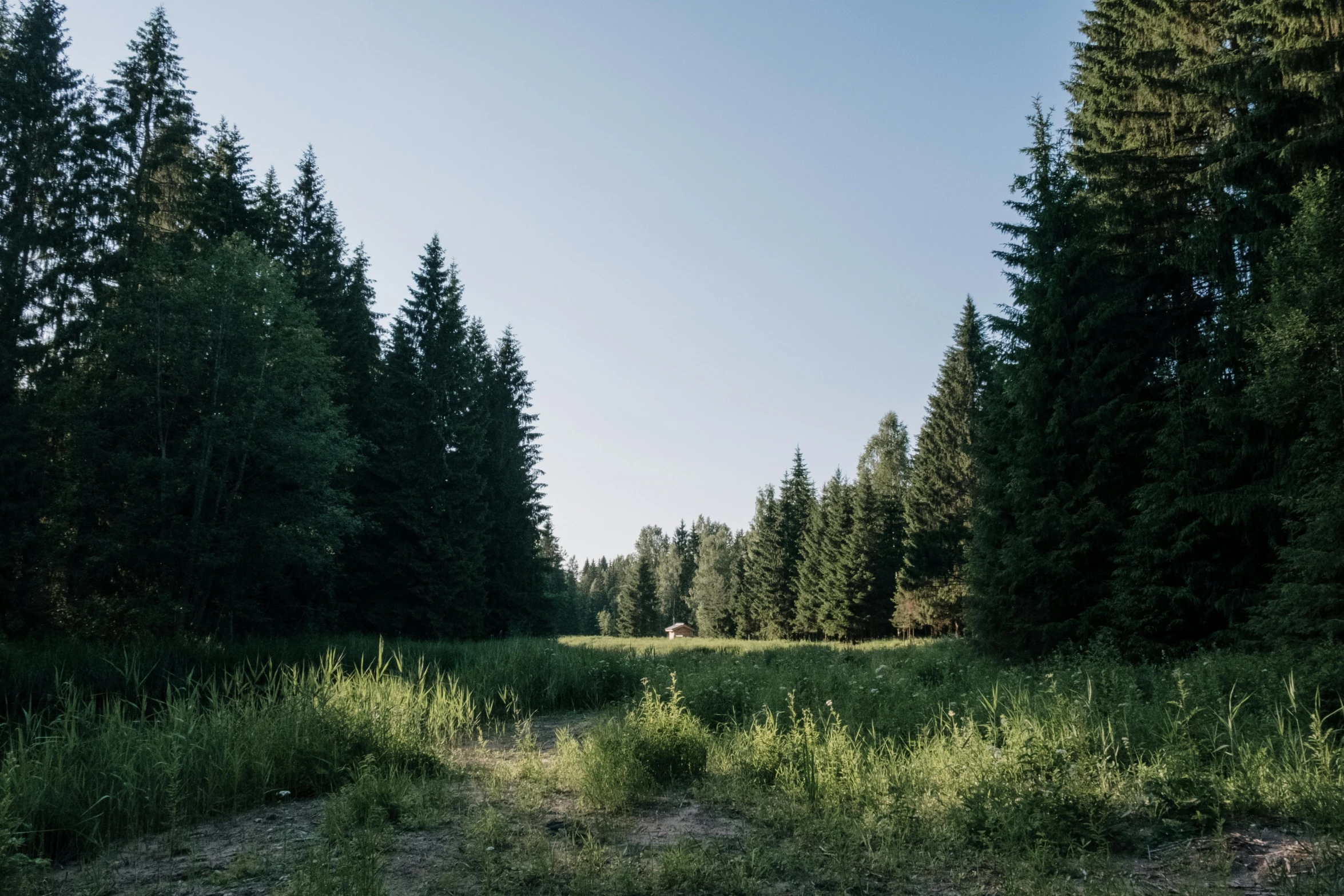 a forest filled with lots of tall green trees, unsplash, hurufiyya, meadow in the background, alessio albi, graham ingels, campsites