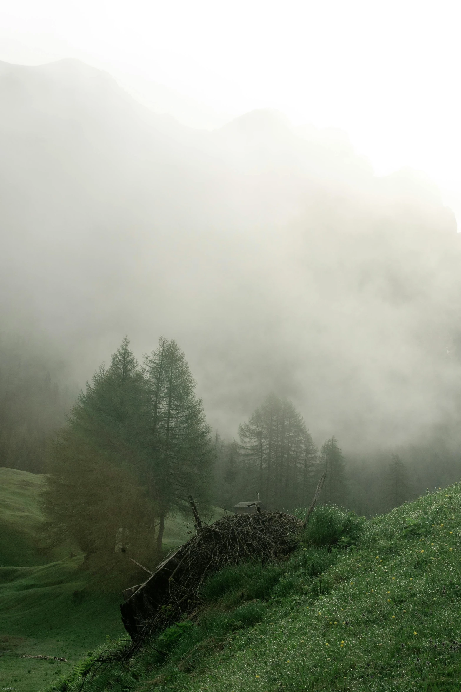 a herd of sheep standing on top of a lush green hillside, a picture, inspired by Caspar David Friedrich, pexels contest winner, romanticism, dark forest shrouded in mist, in the dolomites, panorama, muted green