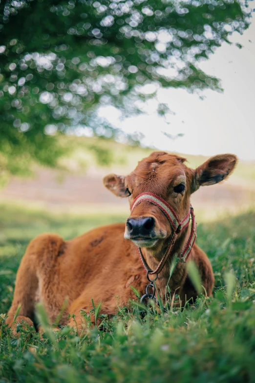 a brown cow laying on top of a lush green field, unsplash contest winner, sitting under a tree, calf, a cozy, low quality photo