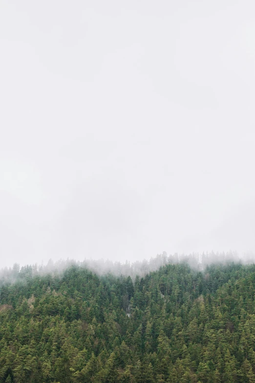 a herd of cattle standing on top of a lush green field, by Winona Nelson, minimalism, in a foggy redwood forest, extreme panoramic, ominous! landscape of north bend, made of mist