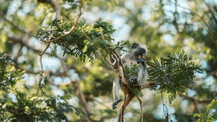 a monkey sitting on top of a tree branch, pexels contest winner, hurufiyya, sweet acacia trees, al fresco, high quality image”, amanda lilleston