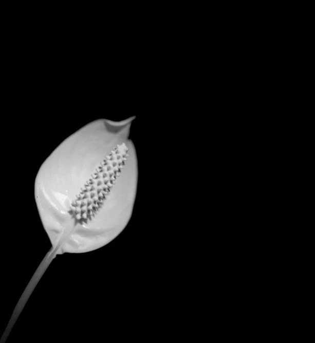 a black and white photo of a flower, a black and white photo, inspired by Edward Weston, minimalism, exotic alien flora, black background hyperrealism, jonathan ivy, coxcomb