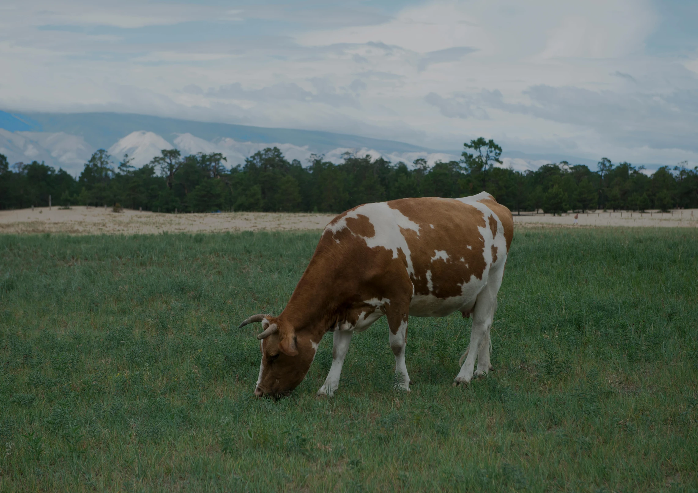 a brown and white cow eating grass in a field, rafeal albuquerque, background image