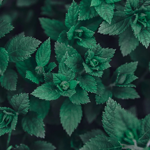 a close up of a plant with green leaves, peppermint motif, shot on hasselblad, shot with sony alpha, verbena
