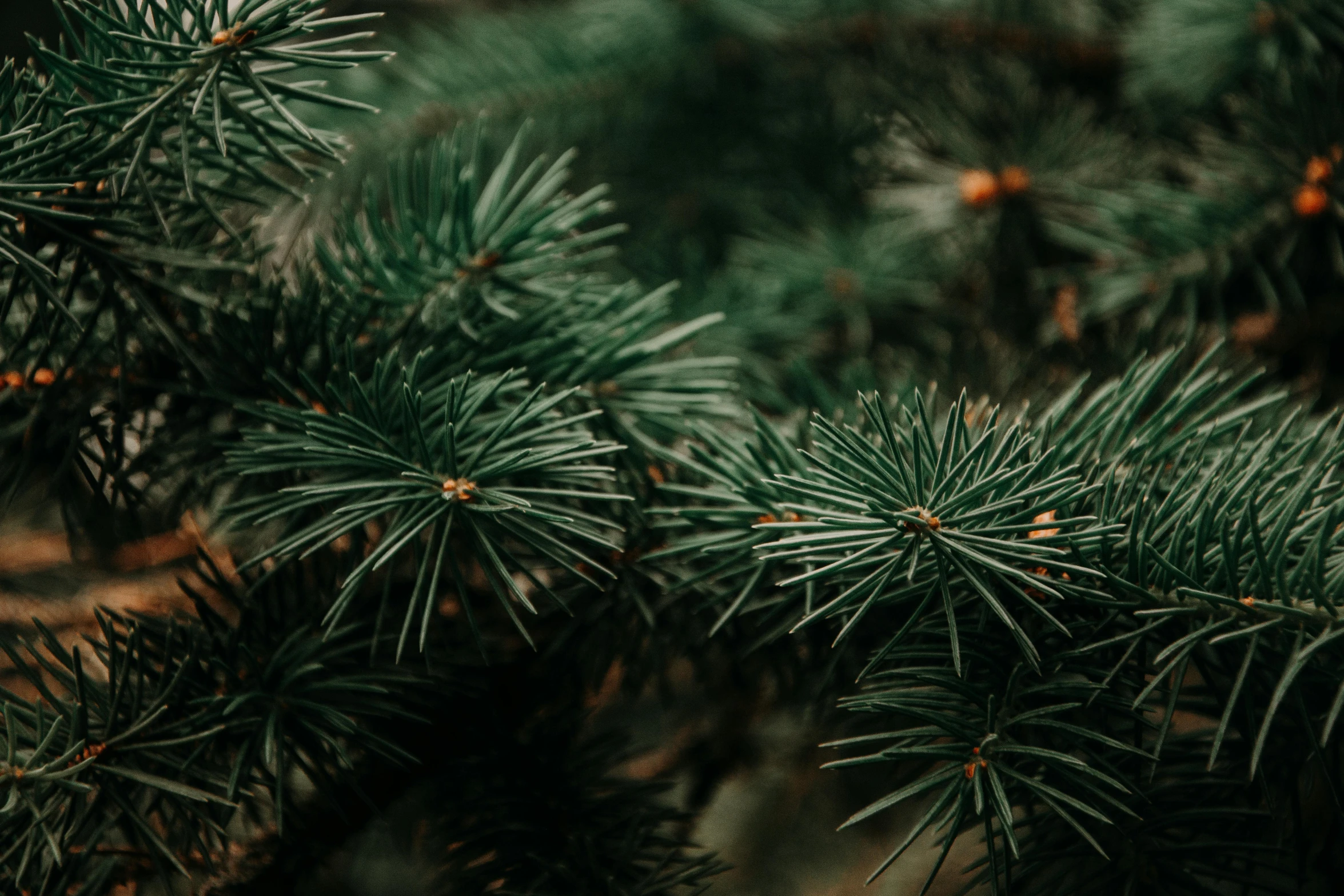 a close up of a pine tree branch, trending on pexels, 🦩🪐🐞👩🏻🦳, cozy environment, dark green background, multiple stories