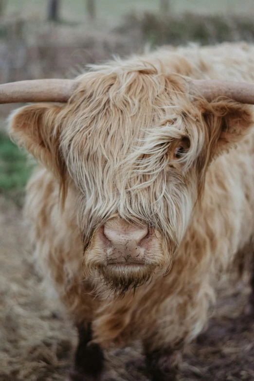 a close up of a cow with long horns, trending on unsplash, similar to hagrid, a photo of a disheveled man, wild ginger hair, square face