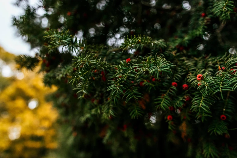 a close up of a tree with berries on it, by Sebastian Vrancx, trending on pexels, hurufiyya, fir trees, green and yellow, background image