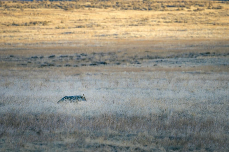 a zebra walking across a dry grass covered field, by Linda Sutton, unsplash contest winner, photo of wolf, cheetah, wyoming, seen from a distance