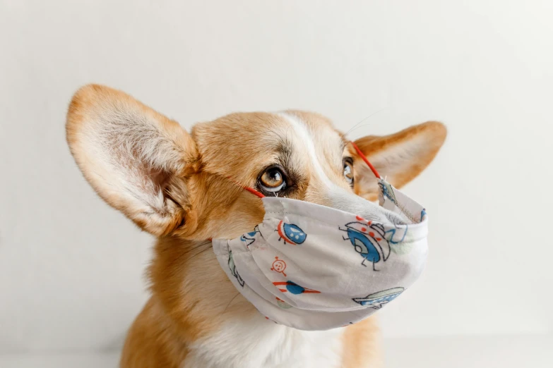 a close up of a dog wearing a face mask, trending on pexels, visual art, corgi, on white background, thumbnail, petite