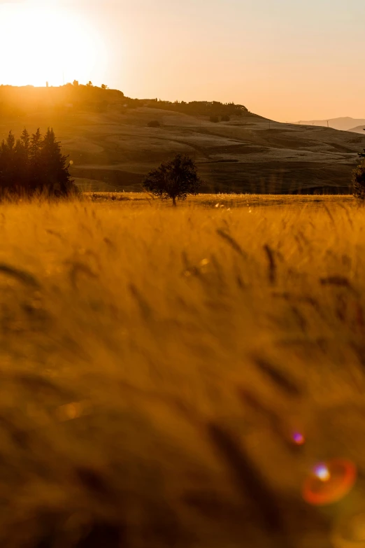 the sun is setting over a field of wheat, by Tobias Stimmer, wind river valley, soft light - n 9, rolling foothills, do