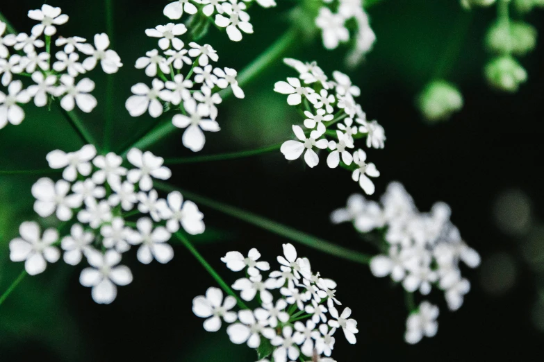 a close up of a bunch of white flowers, unsplash, hurufiyya, valerian, digital image, green and white, floral lacework