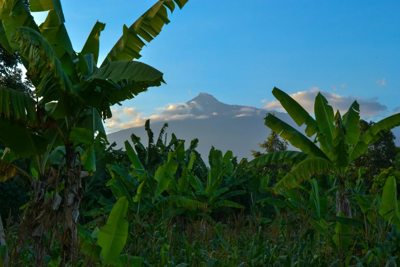 a banana tree in a field with a mountain in the background, profile image, larapi, multiple stories, exterior shot