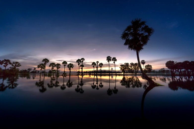 a group of palm trees sitting next to a body of water, a picture, by Adam Pijnacker, pexels contest winner, predawn, flooding, extreme panoramic, cambodia