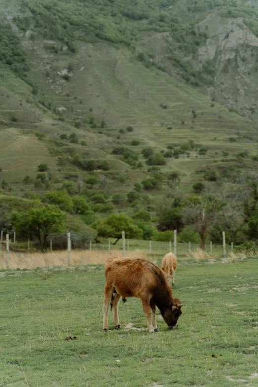 a couple of cows standing on top of a lush green field, khyzyl saleem, college, mexican vaquero, moose