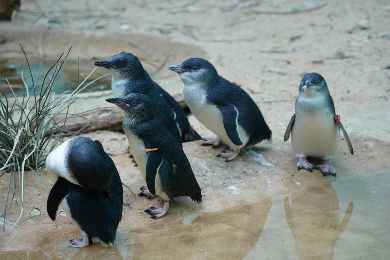 a group of little penguins standing next to each other, dreamworld, multiple stories, museum photo