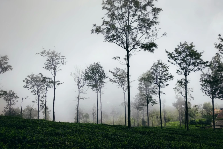 a group of trees sitting on top of a lush green hillside, inspired by Pierre Pellegrini, pexels contest winner, sumatraism, background: assam tea garden, under a gray foggy sky, an eerie, view from ground level