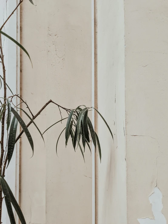 a potted plant sitting on top of a wooden table, trending on unsplash, postminimalism, before a stucco wall, low quality photo, of bamboo, dull flaking paint