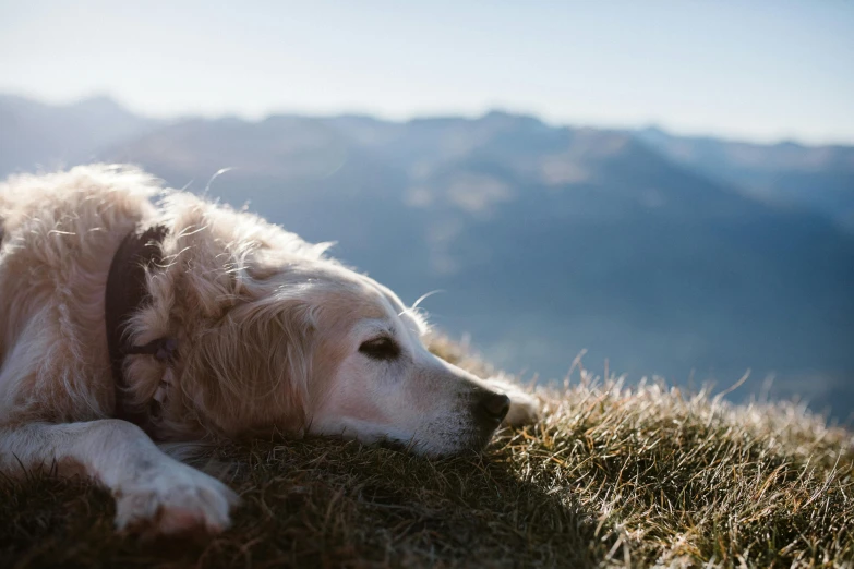 a dog that is laying down in the grass, by Niko Henrichon, trending on unsplash, romanticism, on top of a mountain, bathed in light, very comfy], [ cinematic