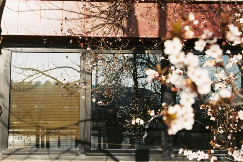 a red fire hydrant sitting in front of a building, a photo, inspired by Itō Jakuchū, unsplash, shin hanga, lush sakura trees, clear glass wall, seen through a window, brown