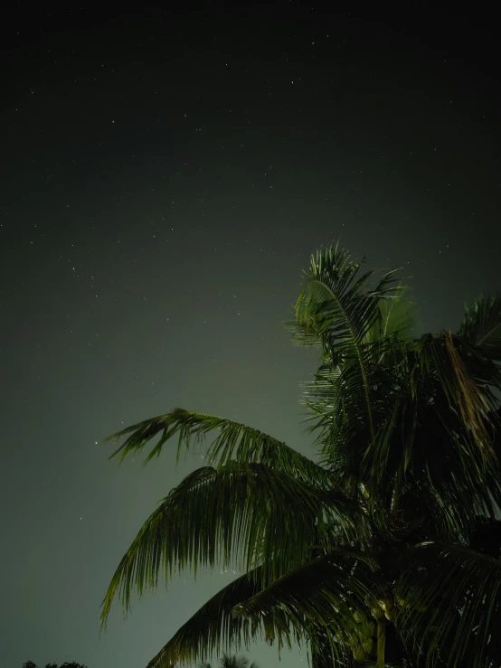 a palm tree sitting on top of a lush green field, unsplash, hurufiyya, very dark night time, ☁🌪🌙👩🏾, low angle camera view, tropics