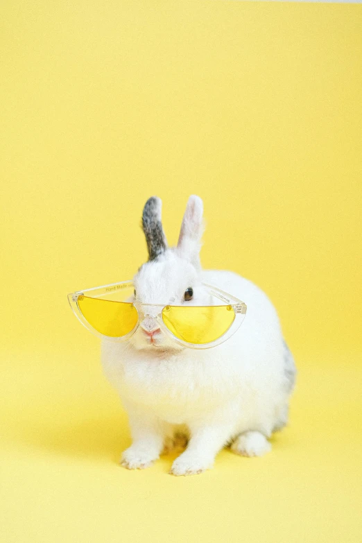 a white rabbit wearing sunglasses on a yellow background, a picture, shutterstock contest winner, 🍸🍋, beautiful cute, professional photo, without text