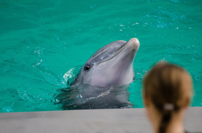 a woman looking at a dolphin in the water, by Daniel Taylor, pexels contest winner, hurufiyya, biodome, tiny girl looking on, rectangle, grey