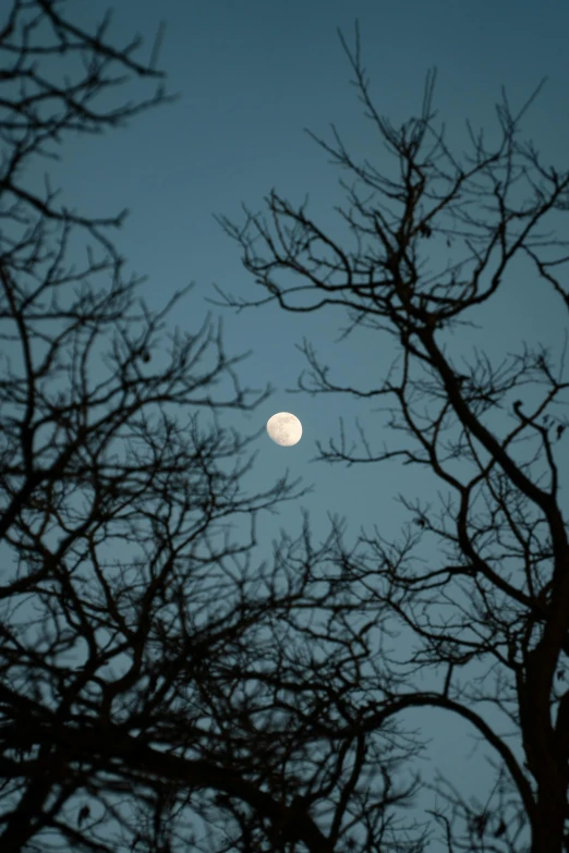 a full moon is seen through the trees, by Peter Churcher, unsplash, 8k 50mm iso 10, paul barson, moor, wide