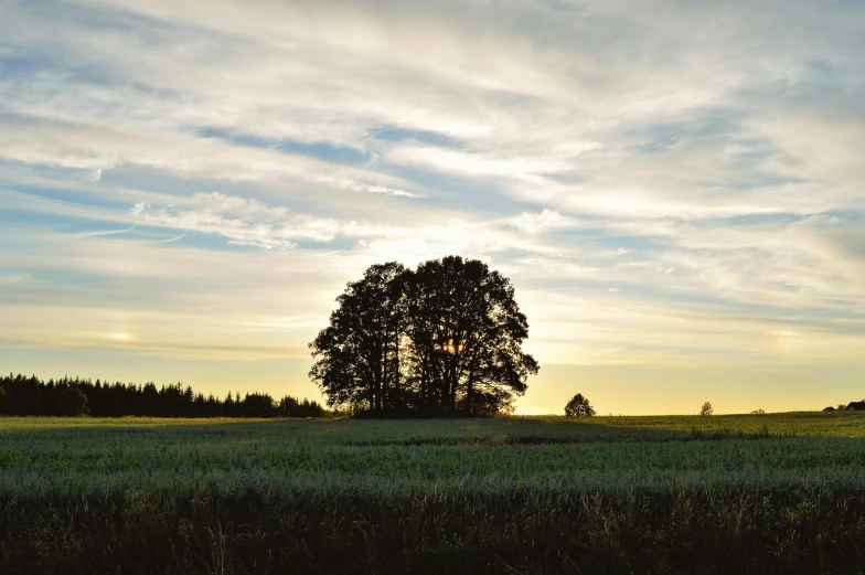 a lone tree sitting in the middle of a field, pexels contest winner, land art, late summer evening, lot of trees, swedish countryside, no cropping