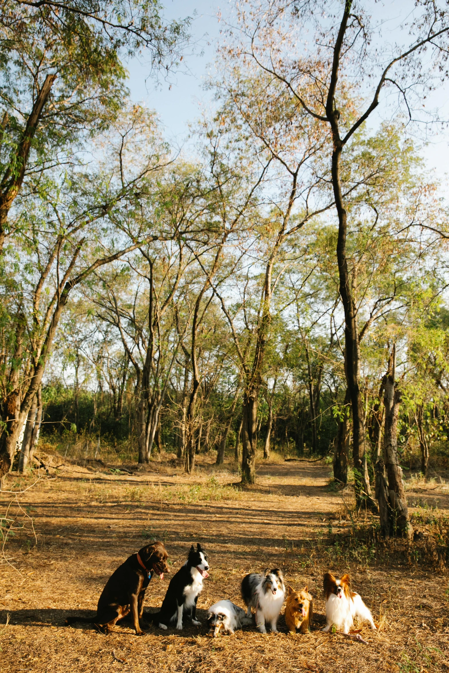 a group of dogs sitting in the middle of a forest, samikshavad, tree-lined path at sunset, vines along the jungle floor, campsites, sparse bare trees