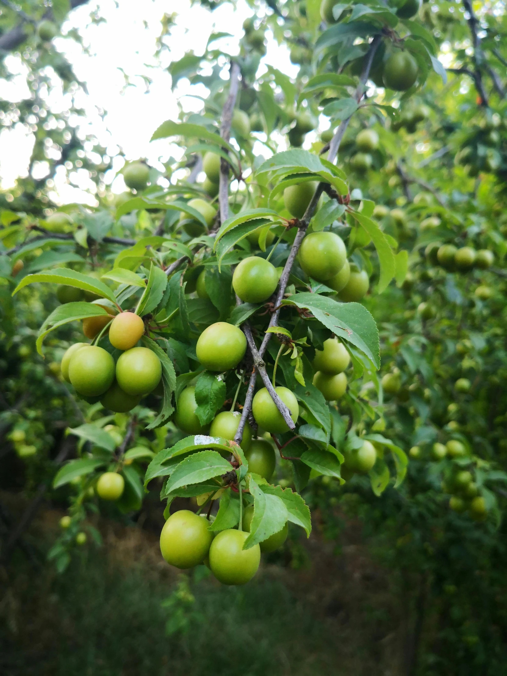 a bunch of green apples hanging from a tree, rows of lush crops, slide show, max dennison, thumbnail