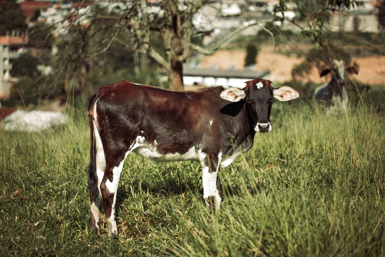 a brown and white cow standing on top of a lush green field, an album cover, by Elsa Bleda, unsplash, hyperrealism, 👰 🏇 ❌ 🍃, william eggleston, australian, peruvian looking