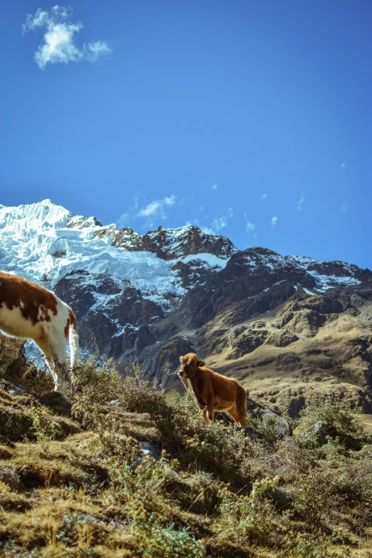 a couple of cows standing on top of a grass covered hillside, neo-andean architecture, icy mountains, 2019 trending photo