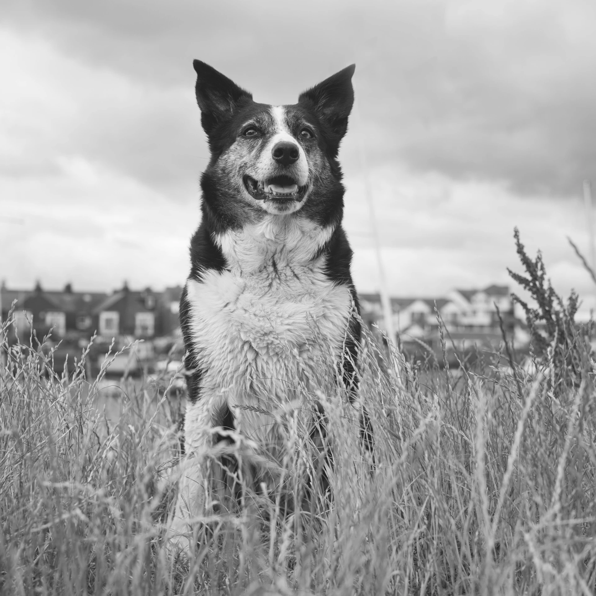 a black and white photo of a dog in a field, smiling and looking directly, max prentis, detailed medium format photo, corgi