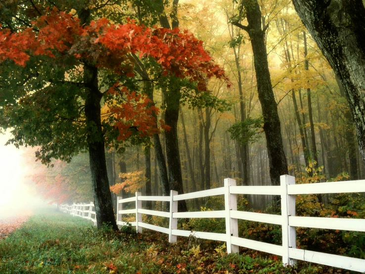 a white fence surrounded by trees on a foggy day, shutterstock contest winner, hudson river school, autumn maples, a quaint, white