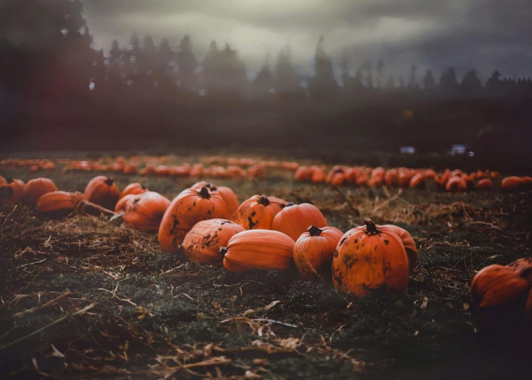 a field filled with lots of orange pumpkins, an album cover, inspired by Elsa Bleda, pexels contest winner, eerie and moody polaroid, 🦩🪐🐞👩🏻🦳, the ground is dark and cracked, holiday season