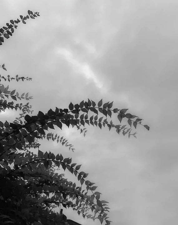 a black and white photo of a tree, a black and white photo, unsplash, postminimalism, leaves and vines, grey clouds, leafs falling, summer sky