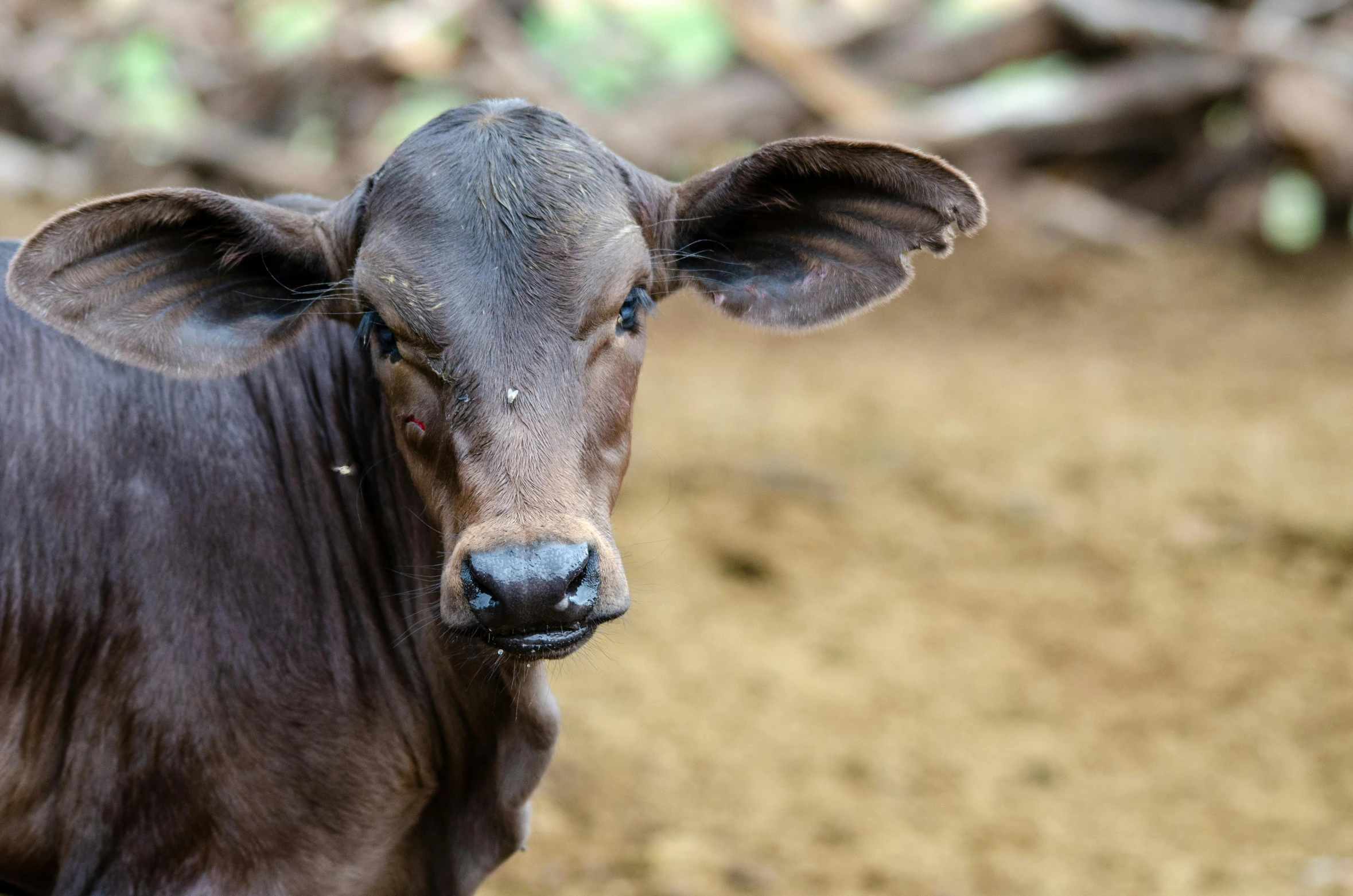 a brown cow standing on top of a dirt field, pexels contest winner, hatched pointed ears, india, close - up of face, baleful young