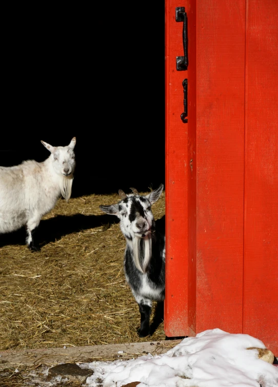 a couple of goats standing next to a red door, by Tony Szczudlo, happening, slide show, pet animal, white, barn