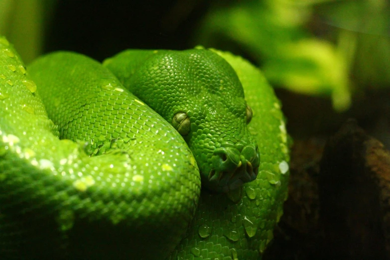 a close up of a green snake on a branch, trending on pexels, neon green, 8k ultra-realistic depth shading, snake van, lianas