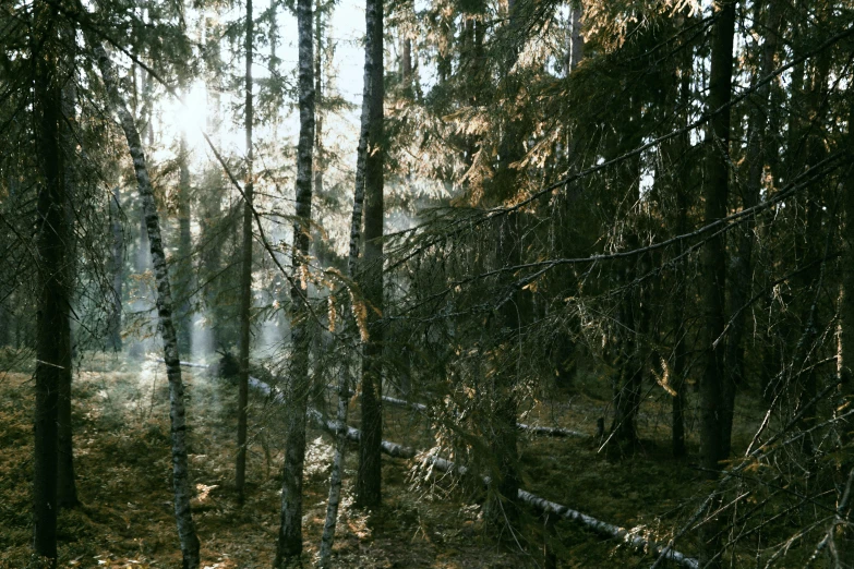 a fire hydrant sitting in the middle of a forest, an album cover, by Jaakko Mattila, hurufiyya, ((trees)), summer morning light, dense coniferous forest. spiders, a still of an ethereal