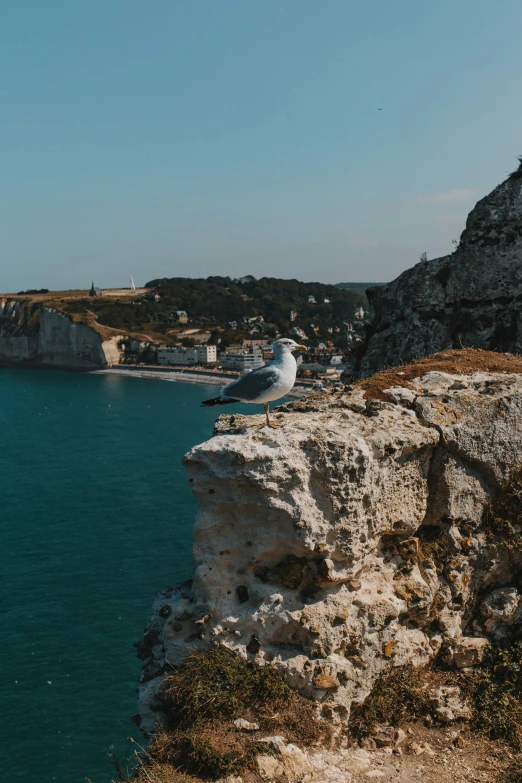 a seagull sitting on the edge of a cliff overlooking a body of water, normandy, 2019 trending photo, 4k”, ruins around