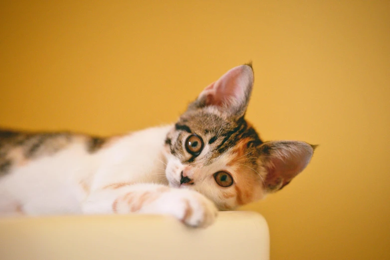 a cat laying on top of a white chair, trending on pexels, on a yellow paper, short brown hair and large eyes, small ears, multicoloured