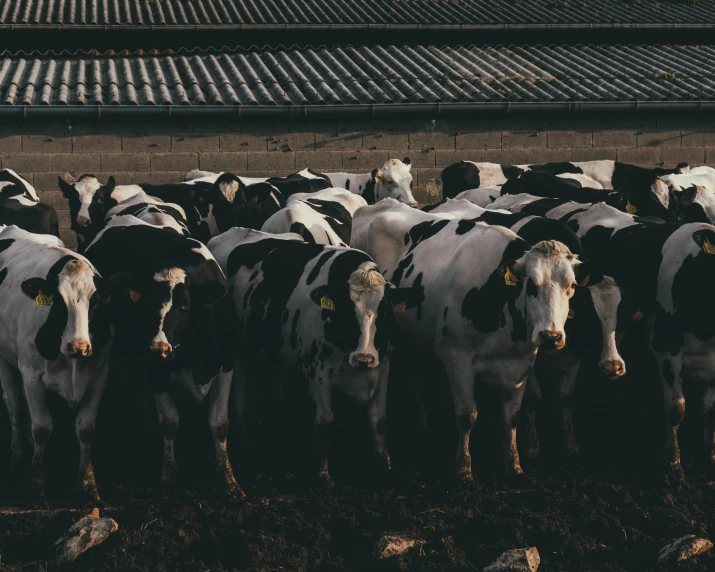 a herd of black and white cows standing next to each other, pexels contest winner, 🦩🪐🐞👩🏻🦳, milk puddles, farming, many copies of them