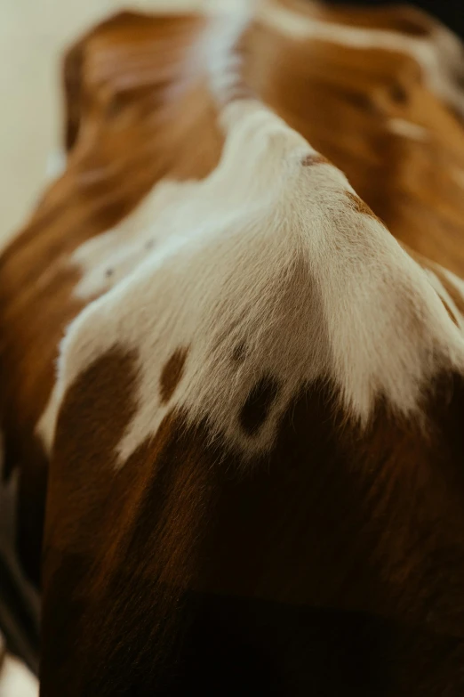 a close up of a brown and white cow, alessio albi, skin details, without duplicate image, hip-length