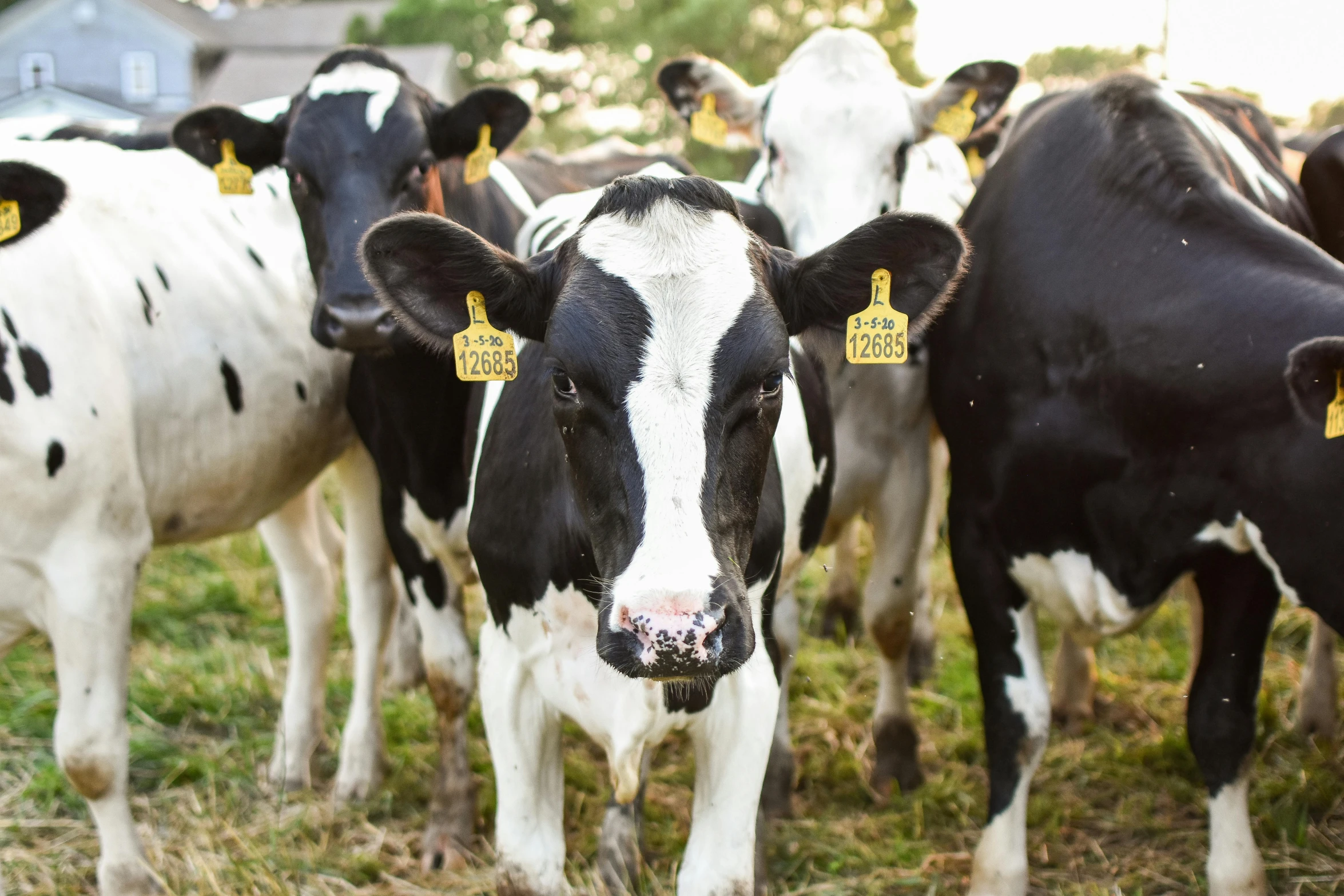 a herd of cows standing on top of a grass covered field, profile image, top milk brands, close up photo, thumbnail