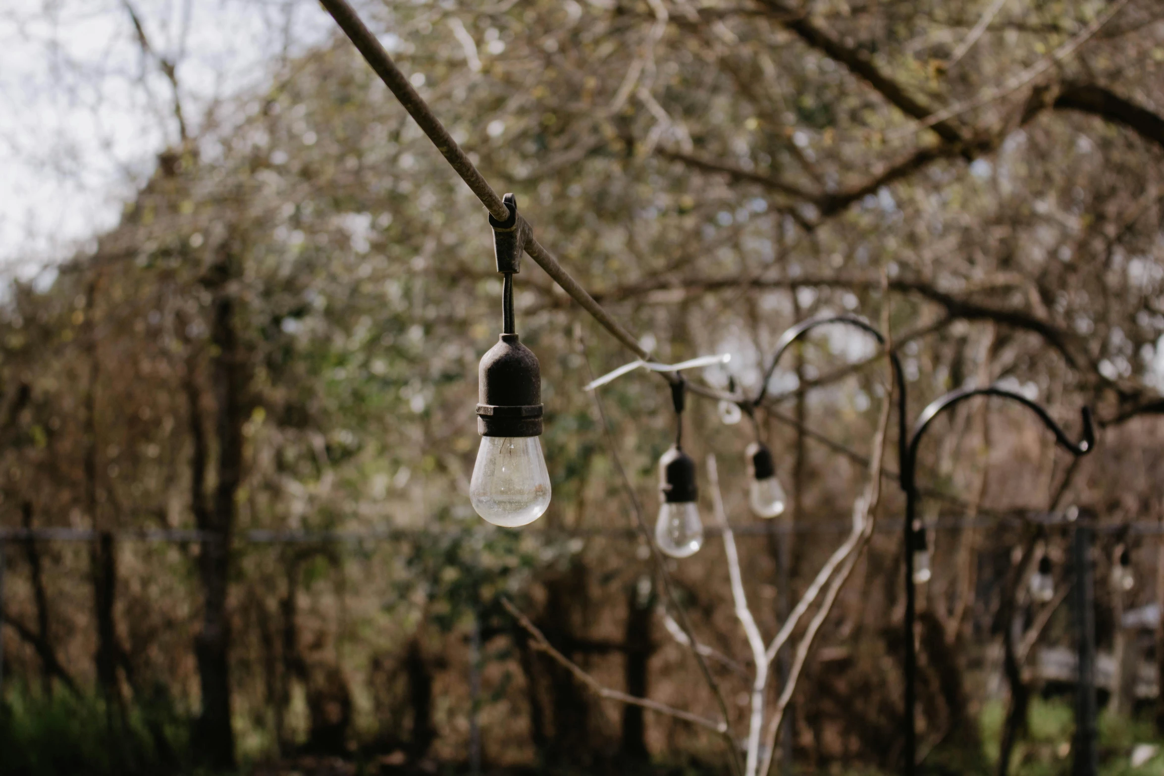 a string of light bulbs hanging from a tree, grey, woodland setting, vanilla, industrial lighting