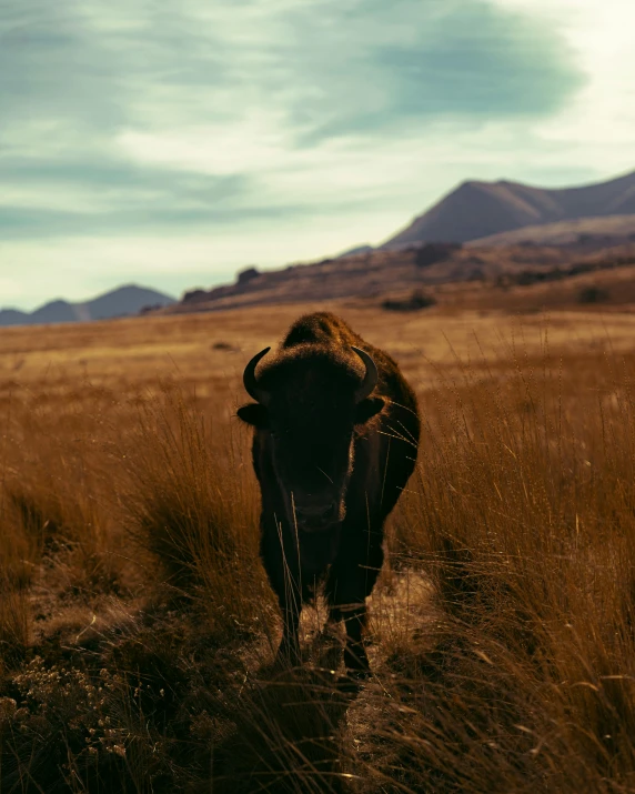 a brown cow standing on top of a grass covered field, quixel megascans, instagram post, minotaur, andes