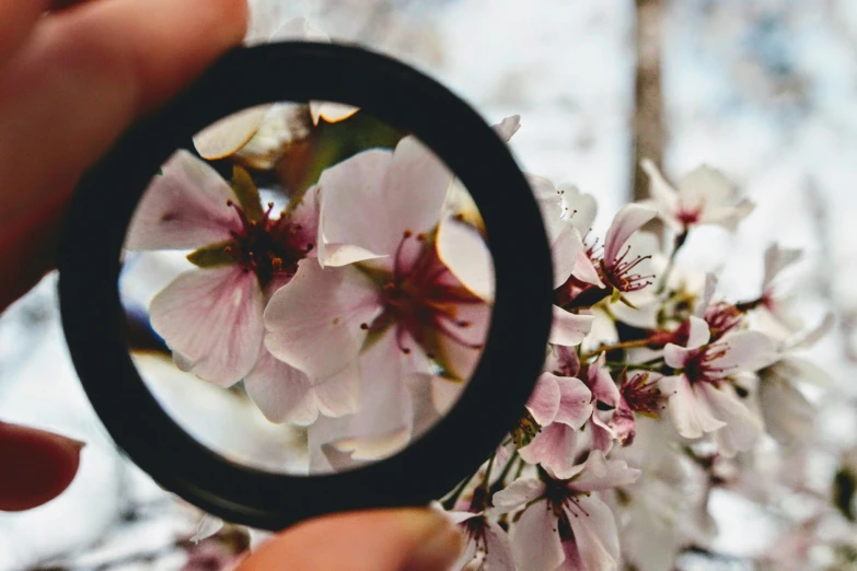 a close up of a person holding a magnifying glass, a picture, by Niko Henrichon, trending on pexels, lush sakura, polarizer, perfect circle, almond blossom